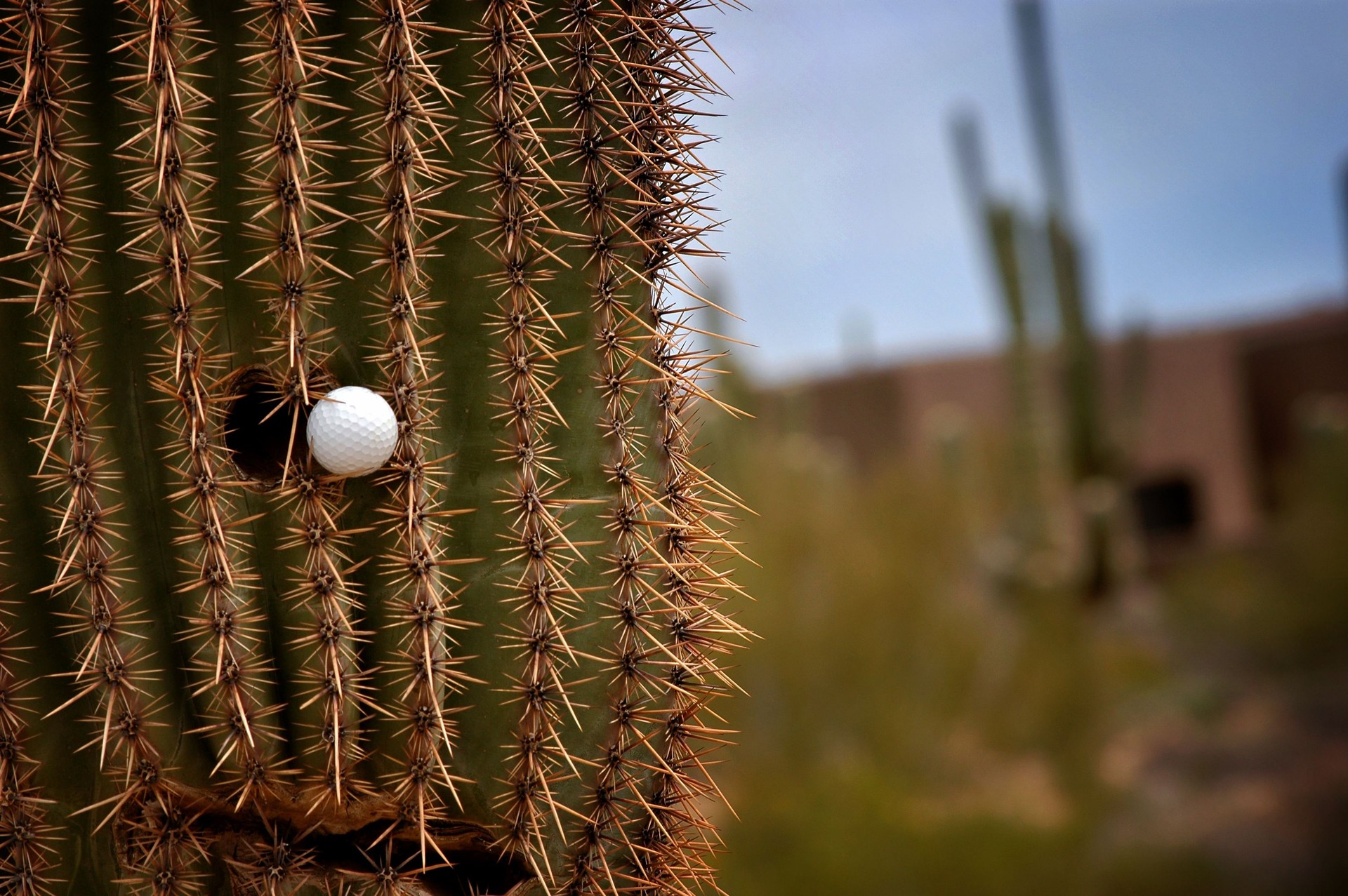 Golf Ball Cactus nearly hole in one